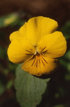 Viola, Viola cornuta.