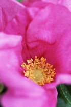 Rose, Rosa rugosa.