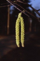 Hazel, Cob-nut, Corylus avellana.