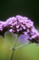 Verbena, Brazilian verbena, Verbena bonariensis.