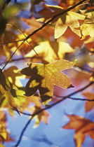 Sweetgum, Liquidambar styraciflua.