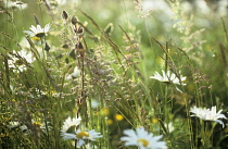 Daisy, Ox-eye daisy, Leucanthemum vulgare.