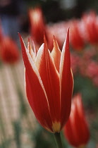 Tulip, Tulipa.