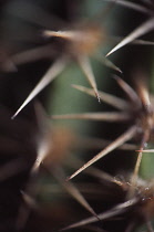 Cactus, Echinopsis.