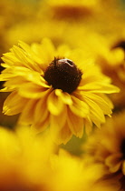 Coneflower, Black-eyed Susan, Rudbeckia hirta 'Indian Summer'.