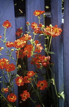 Avens, Geum 'Mrs Bradshaw'.