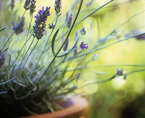 Lavender, Lavandula officinalis.
