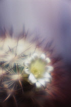 Cactus, Pincushion cactus, Mammillaria microhelia.