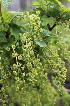 Currant, Redcurrant, Ribes rubrum sativum.