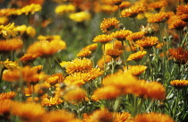 Marigold, Calendula officinalis.