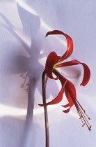 Jacobean Lily, Sprekelia formosissima.