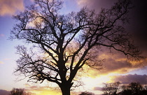 Oak, Quercus robur, silhouetted tree against warm coloured sky, Welwyn Garden City, Hertfordshire, England.
