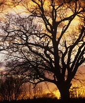 Oak, Quercus robur, silhouetted tree against warm orange coloured sky, Welwyn Garden City, Hertfordshire, England.