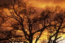 Oak, Quercus robur, silhouetted tree against warm orange coloured sky, Welwyn Garden City, Hertfordshire, England.