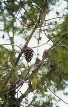 Pine, Fir, Spruce, Picea.