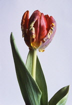 Tulip, Tulipa.