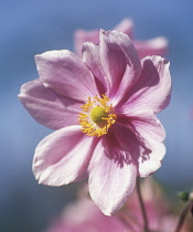 Anemone, Anemone hupehensis.