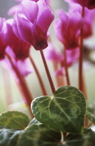 Cyclamen.