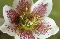 Hellebore, Helleborus Ashwood hybrid.