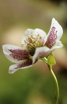 Hellebore, Helleborus hybridus.