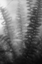 Fern, Boston fern, Nephrolepis exaltata 'Bostoniensis'.