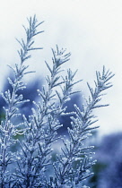 Rosemary, Rosmarinus officinalis.