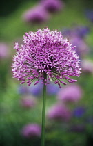 Allium, Allium rosenbachianum.