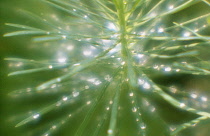 Spurge, Euphorbia.