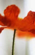 Poppy, Papaver nudicaule, Icelandic poppy, Papaver croceum.