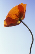 Poppy, Papaver nudicaule, Icelandic poppy, Papaver croceum.