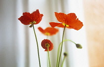 Poppy, Papaver nudicaule, Icelandic poppy, Papaver croceum.