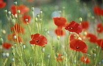 Poppy, Papaver rhoeas.