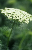 Bishop's weed, Ammi majus.