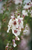 Verbascum, Mullein, Verbascum 'Southern Charm'.