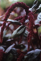 Love-lies-bleeding, Amaranthus caudatus.