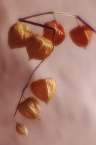 Chinese Lantern, Cape Gooseberry, Physalis.