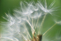 Dandelion clock, Taraxacum officinale.