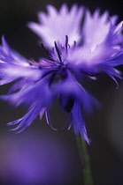 Cornflower, Centaurea cyanus.