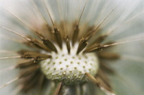 Dandelion clock, Taraxacum officinale.