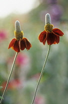 Mexican hat, Ratibida 'Red Midget'.