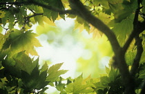 Japanese Maple, Acer japonicum.