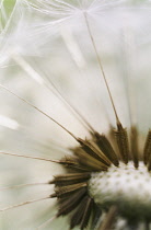 Dandelion clock, Taraxacum officinale.