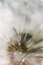 Dandelion clock, Taraxacum officinale.