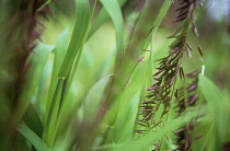 Siberian Melic, Melica Altissima 'Atropurpurea'.