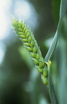 Wheat, Bread wheat, Triticum aestivum 'Squareheads monster'.