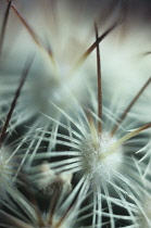 Cactus, Pincushion cactus, Mammillaria microhelia.