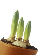 Hyacinth, Hyacinthus.