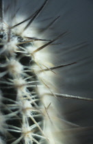 Cactus, Echinopsis.