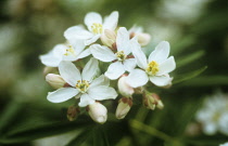 Mexican Orange Blossom, Choisya ternata 'Aztec pearl'.