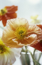 Poppy, Papaver nudicaule, Icelandic Poppy, Papaver croceum.